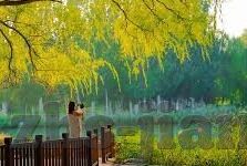 北京杯 德州扑克-北京杯与德州扑克，策略与竞技的碰撞